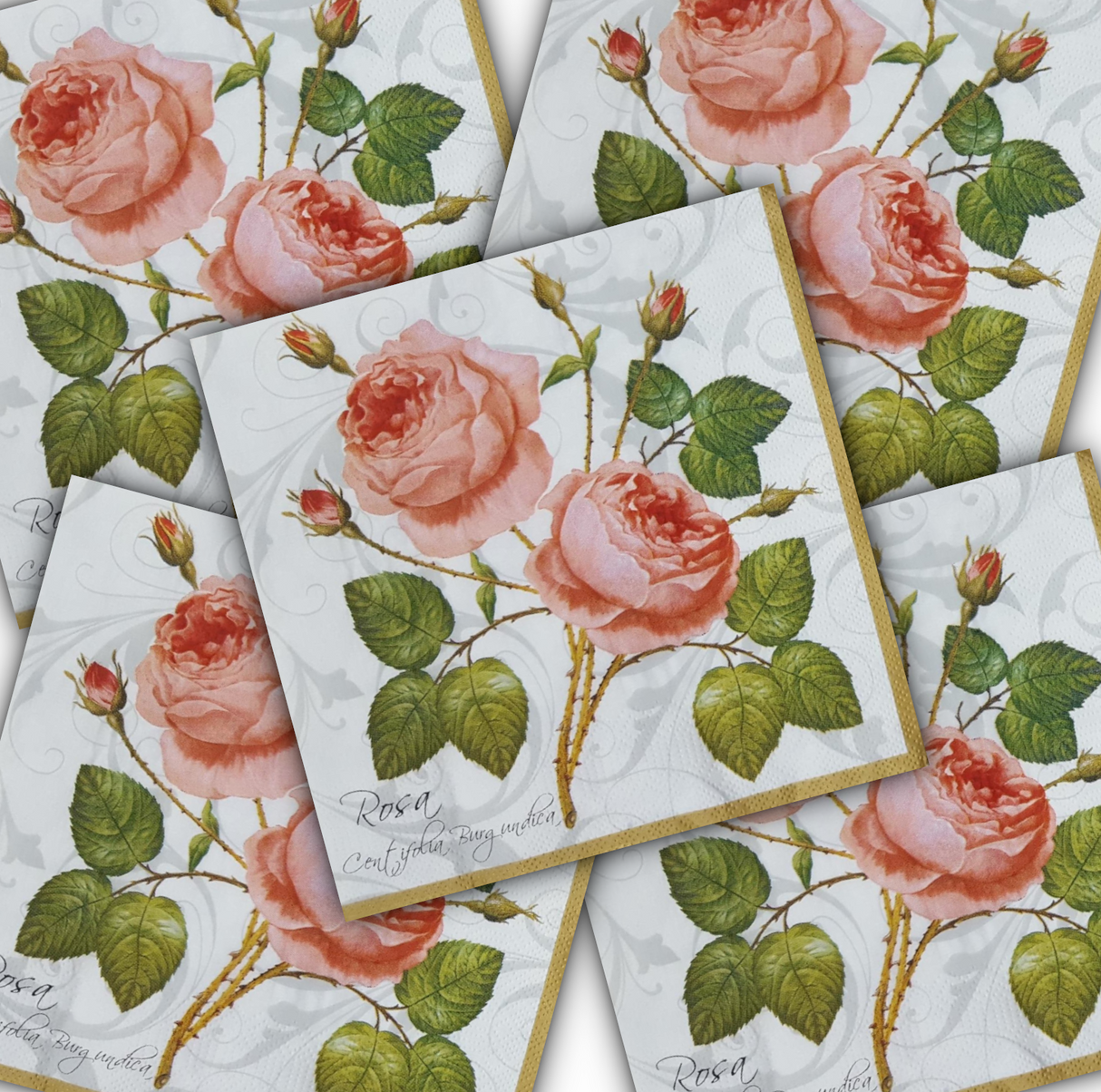 Decoupage Napkin - (DN-8012) - Rosa Centifolia - White - Set of 5