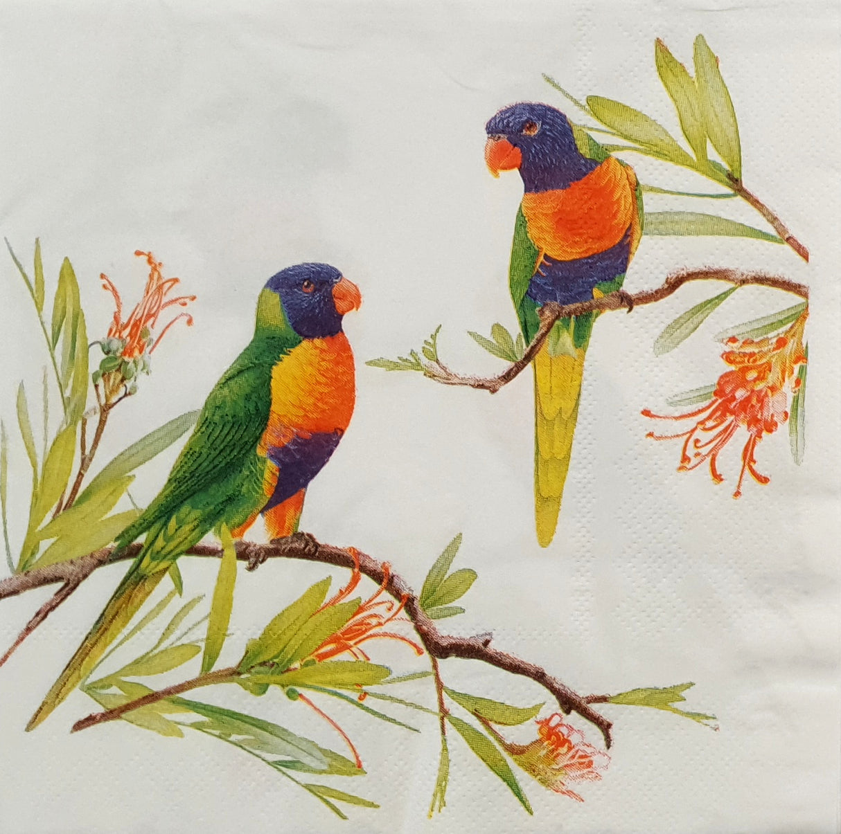 Decoupage Napkin - (DN-8044) - Lorikeets - Set of 5