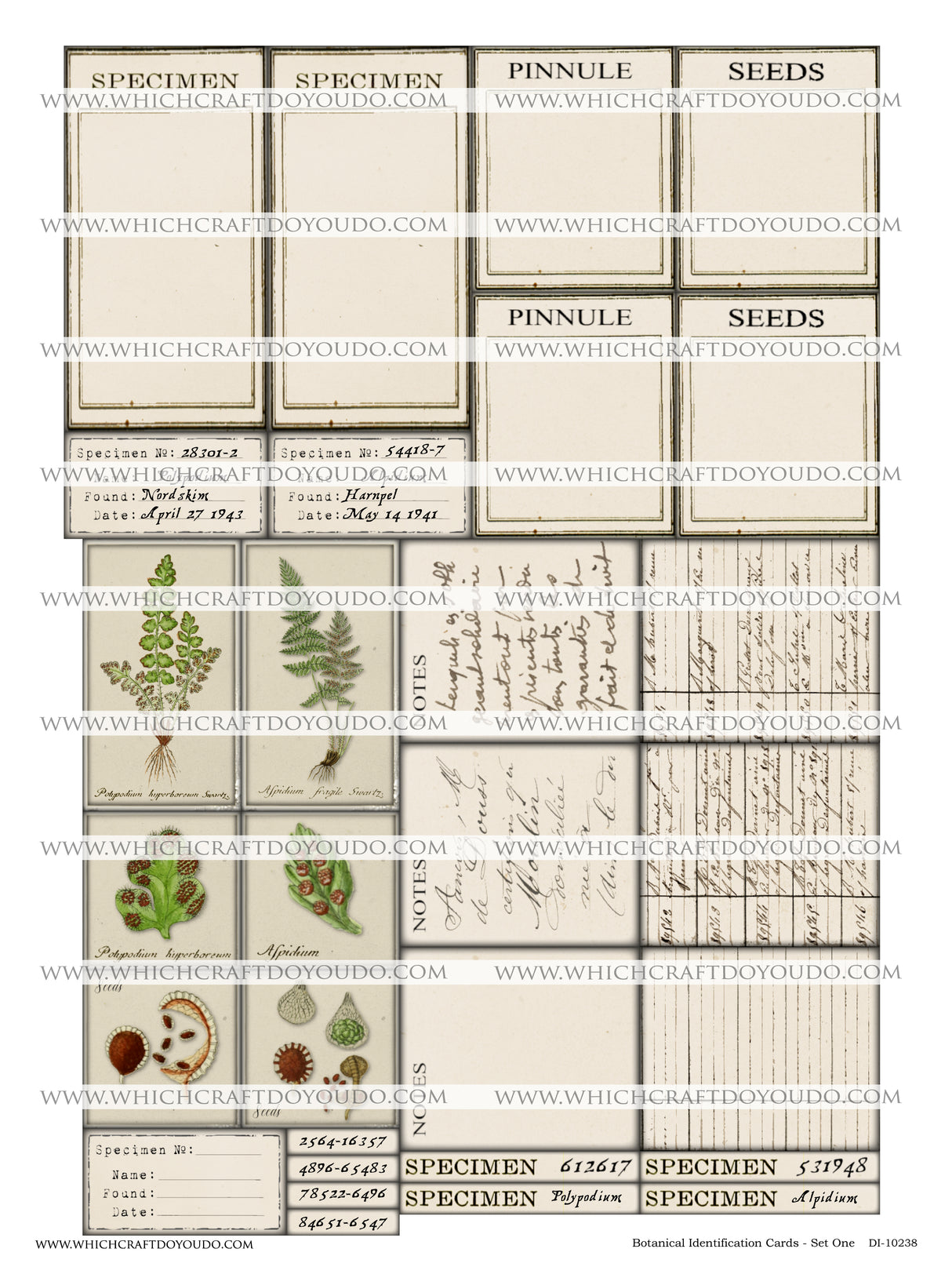 FREEBIE - Botanical Identification Cards - Set One - DI-10238 - Digital Download