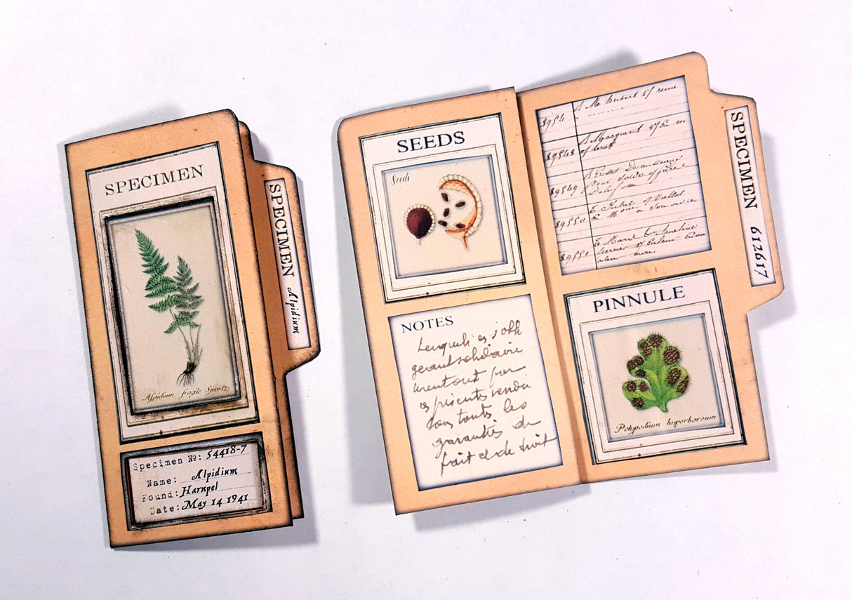 FREEBIE - Botanical Identification Cards - Set One - DI-10238 - Digital Download