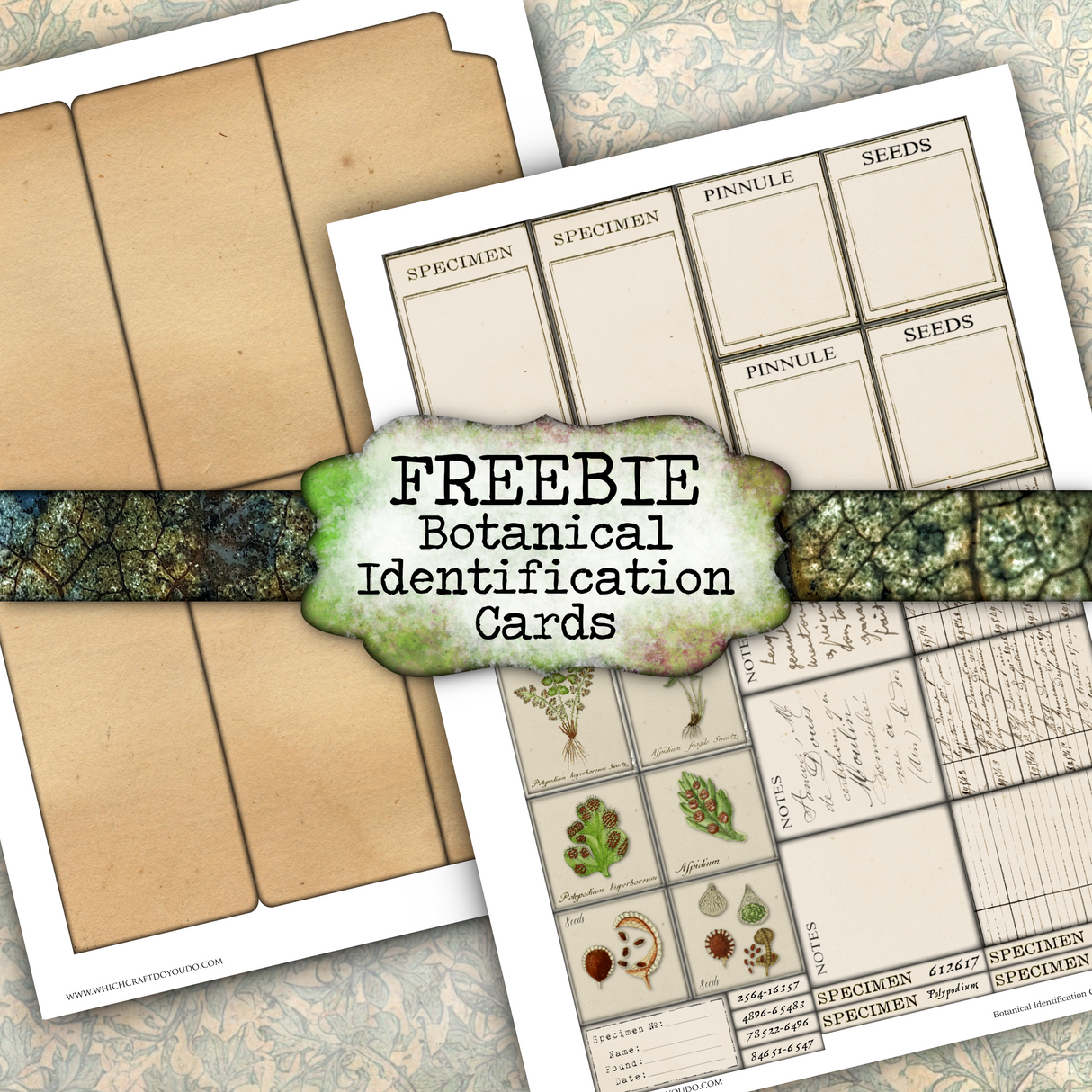 FREEBIE - Botanical Identification Cards - Set One - DI-10238 - Digital Download