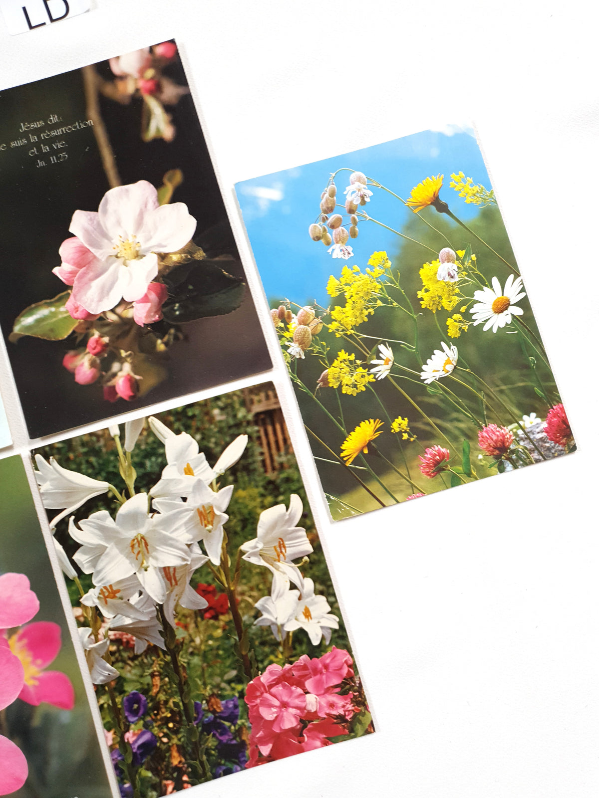 Authentic Vintage/Antique French Postcard - Set of 5 - LD