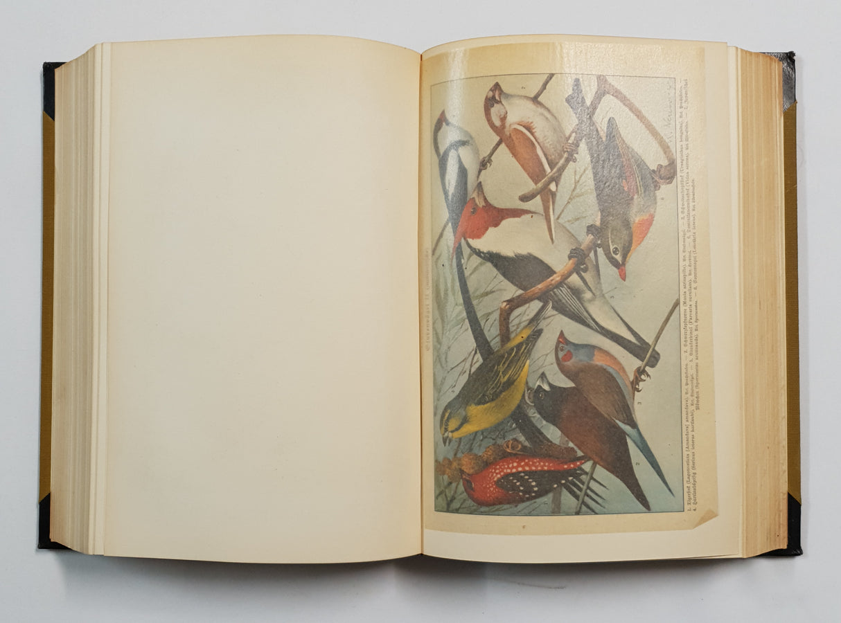 Authentic Vintage German Book - QB