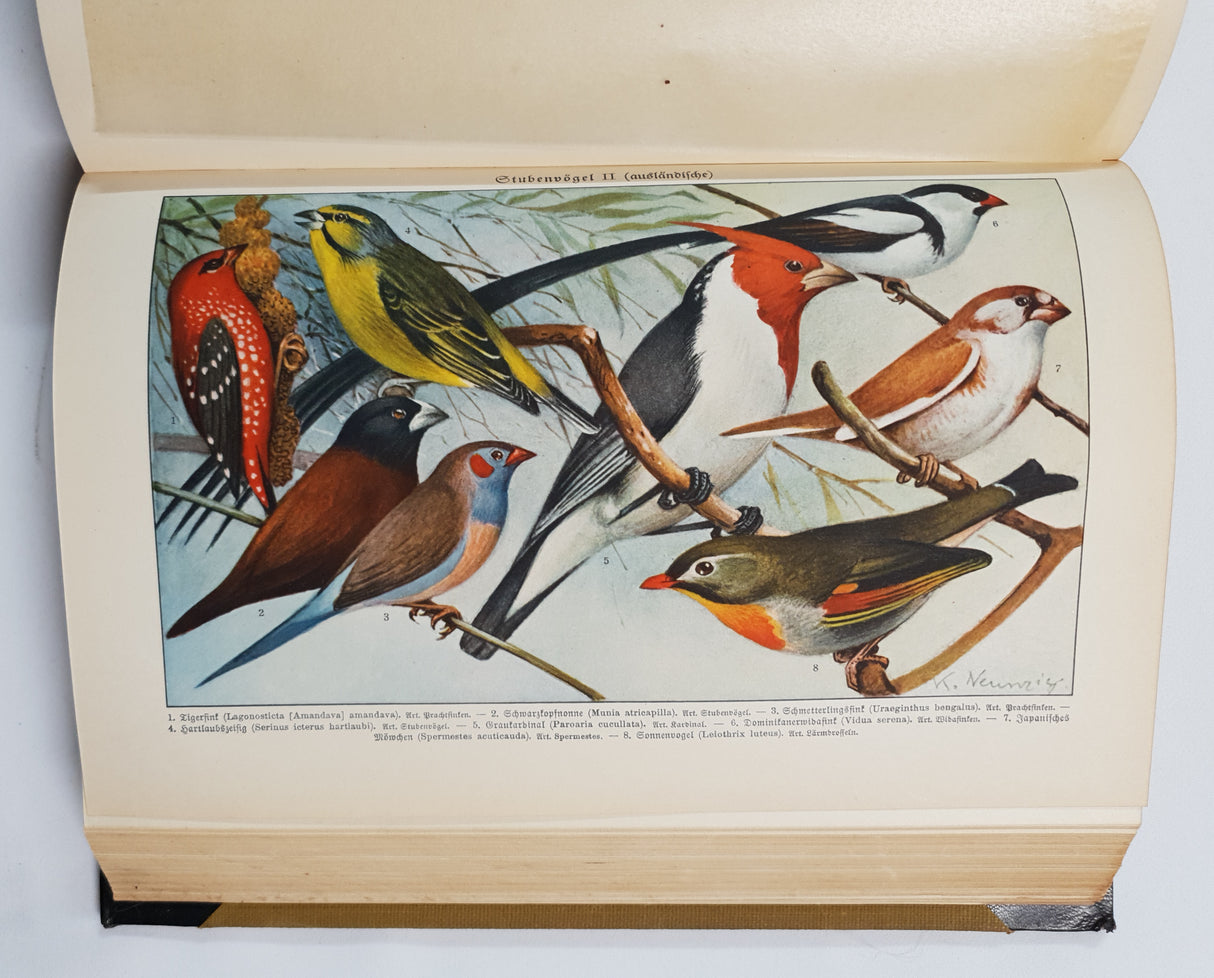 Authentic Vintage German Book - QB