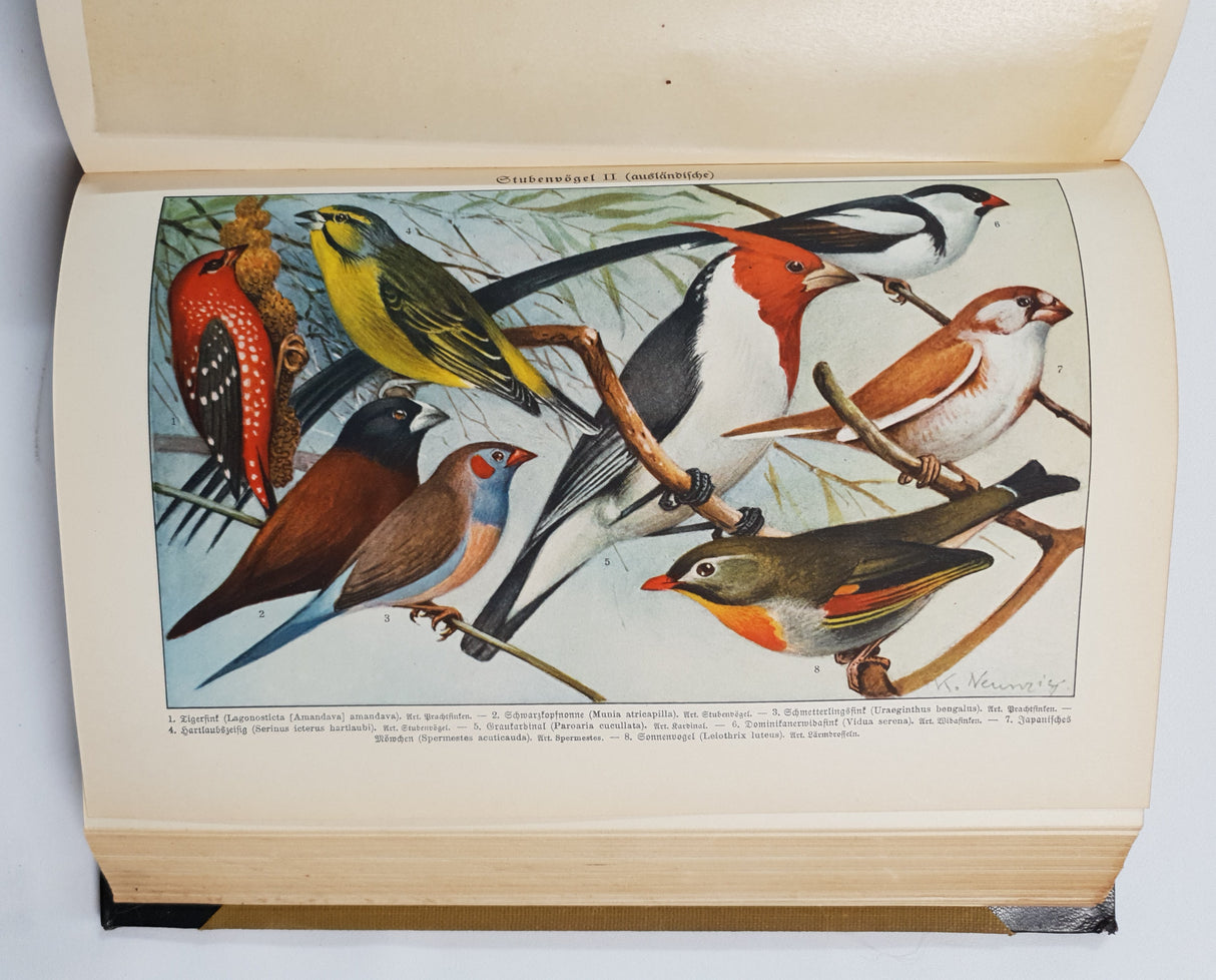 Authentic Vintage German Book - QB