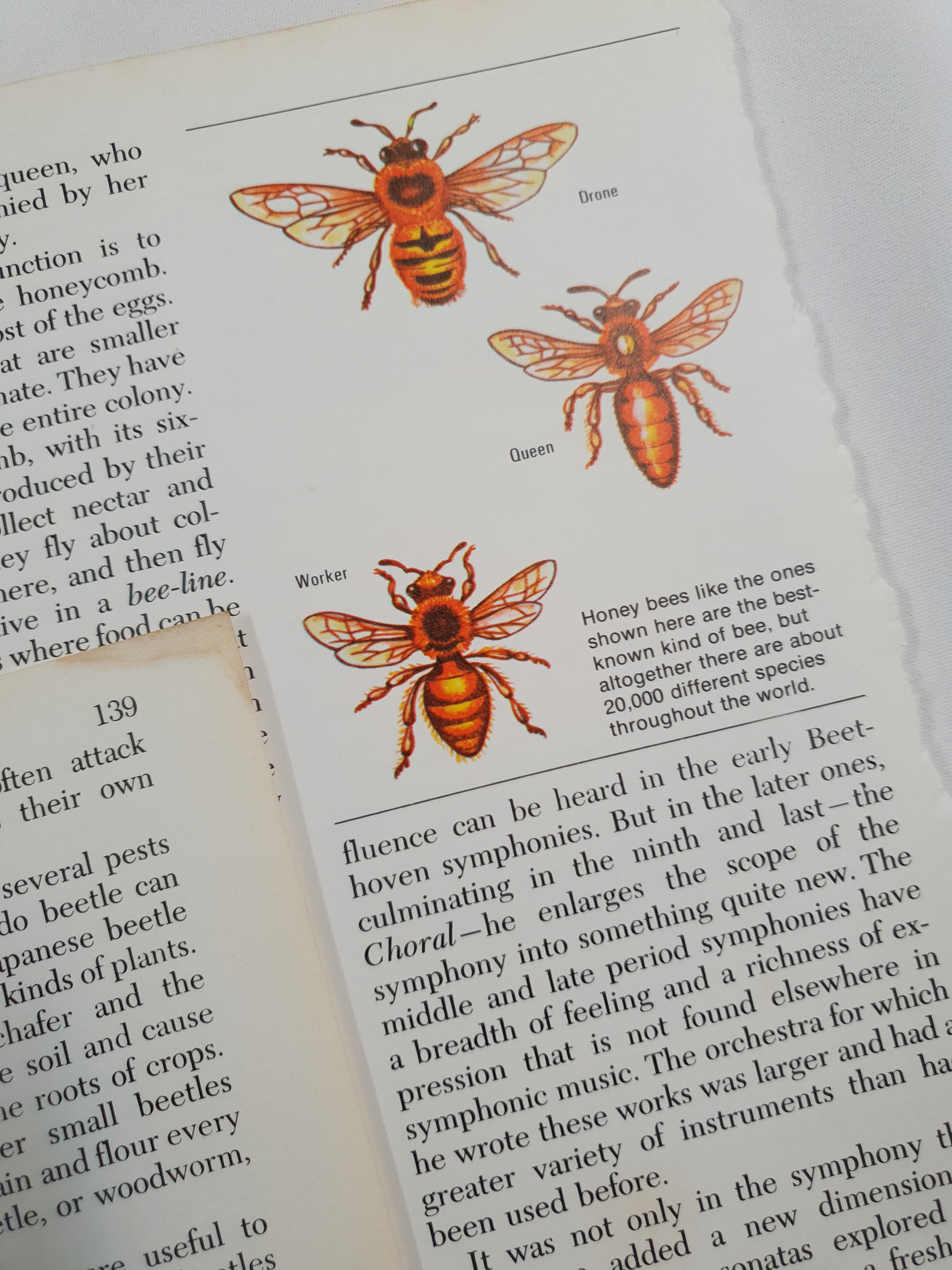 Authentic Vintage Encyclopedia Pages Pack - DD