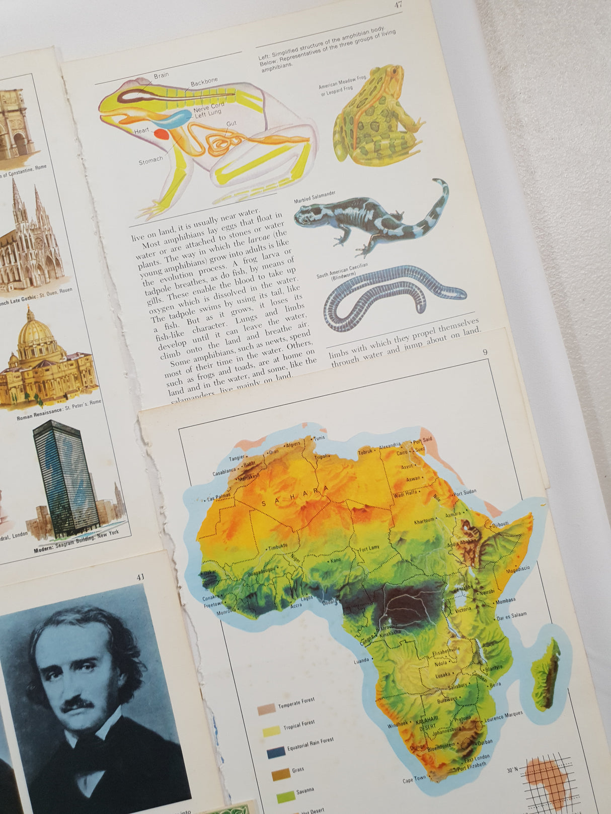 Authentic Vintage Encyclopedia Pages Pack - DE