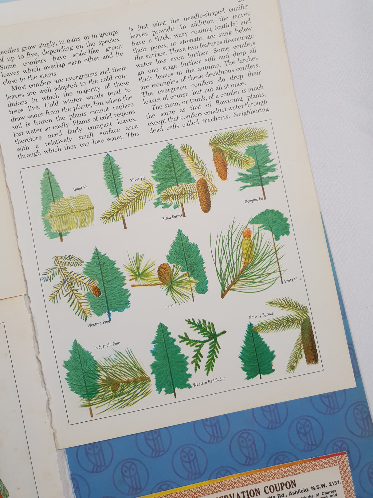 Authentic Vintage Encyclopedia Pages Pack - DF