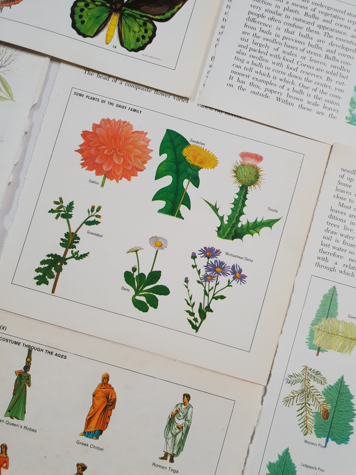 Authentic Vintage Encyclopedia Pages Pack - DF