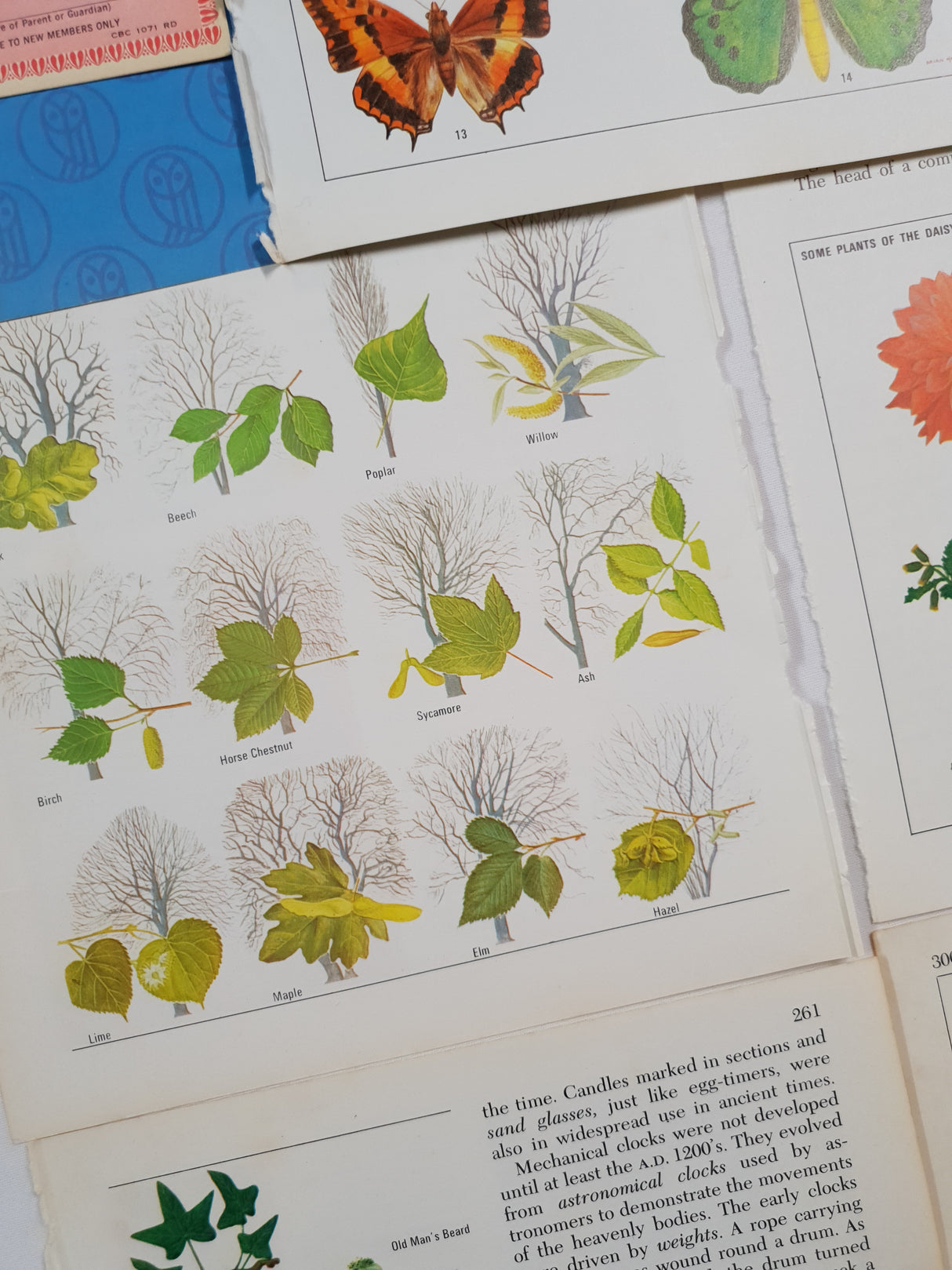 Authentic Vintage Encyclopedia Pages Pack - DF