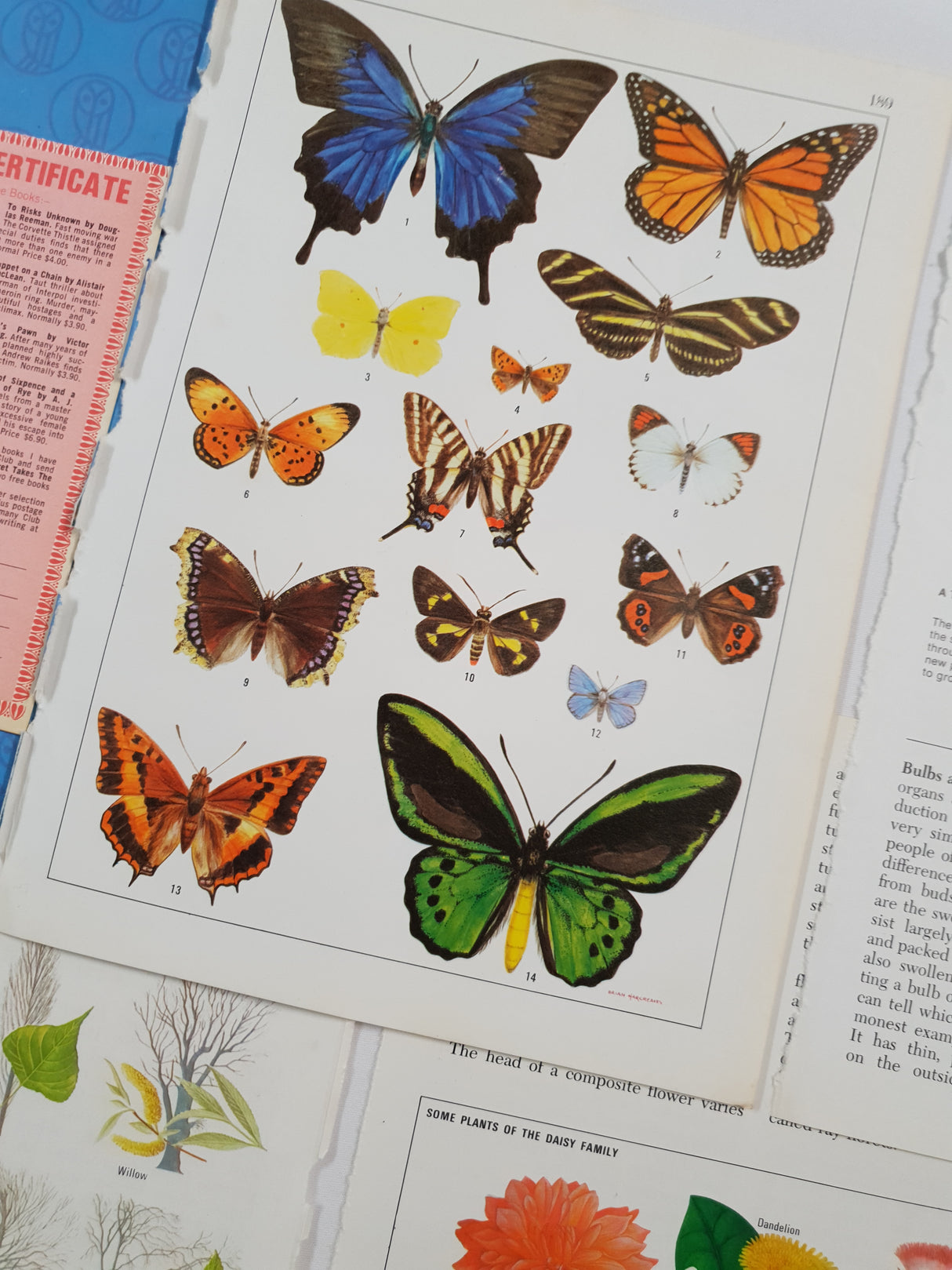 Authentic Vintage Encyclopedia Pages Pack - DF