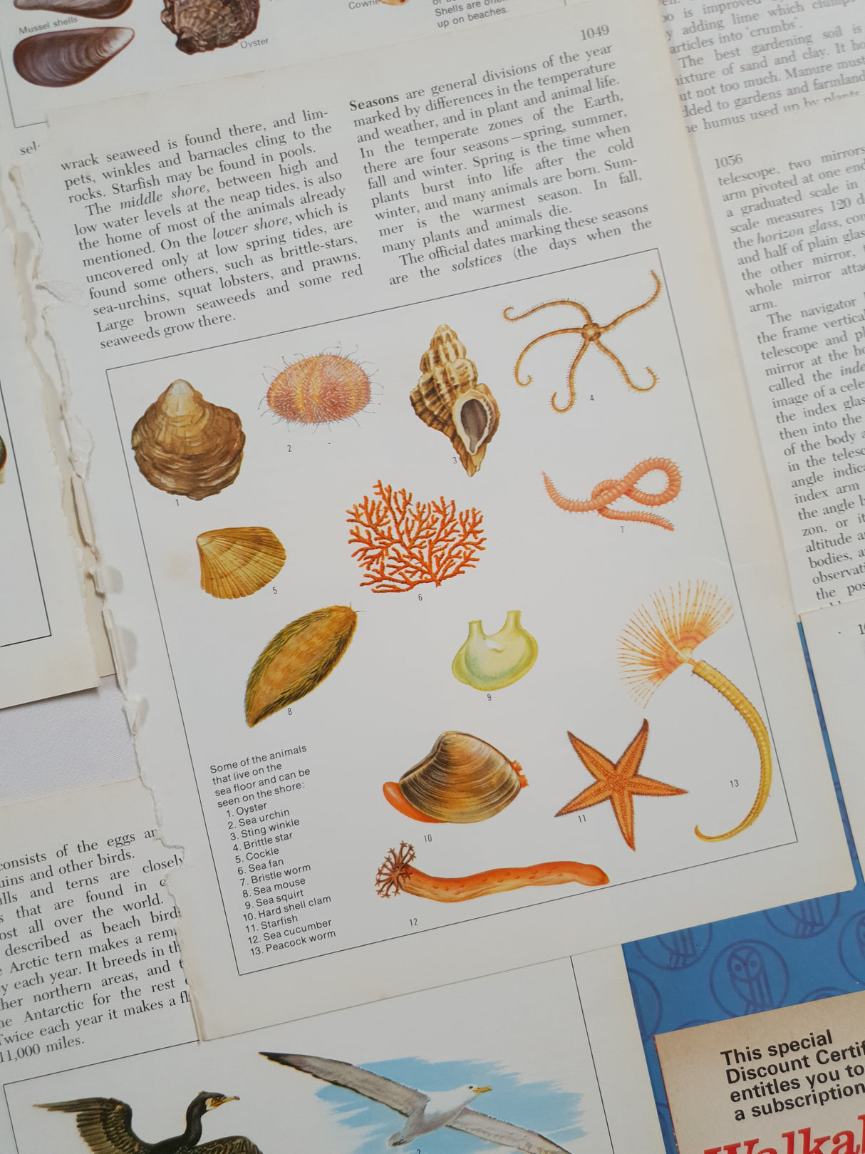 Authentic Vintage Encyclopedia Pages Pack - DG