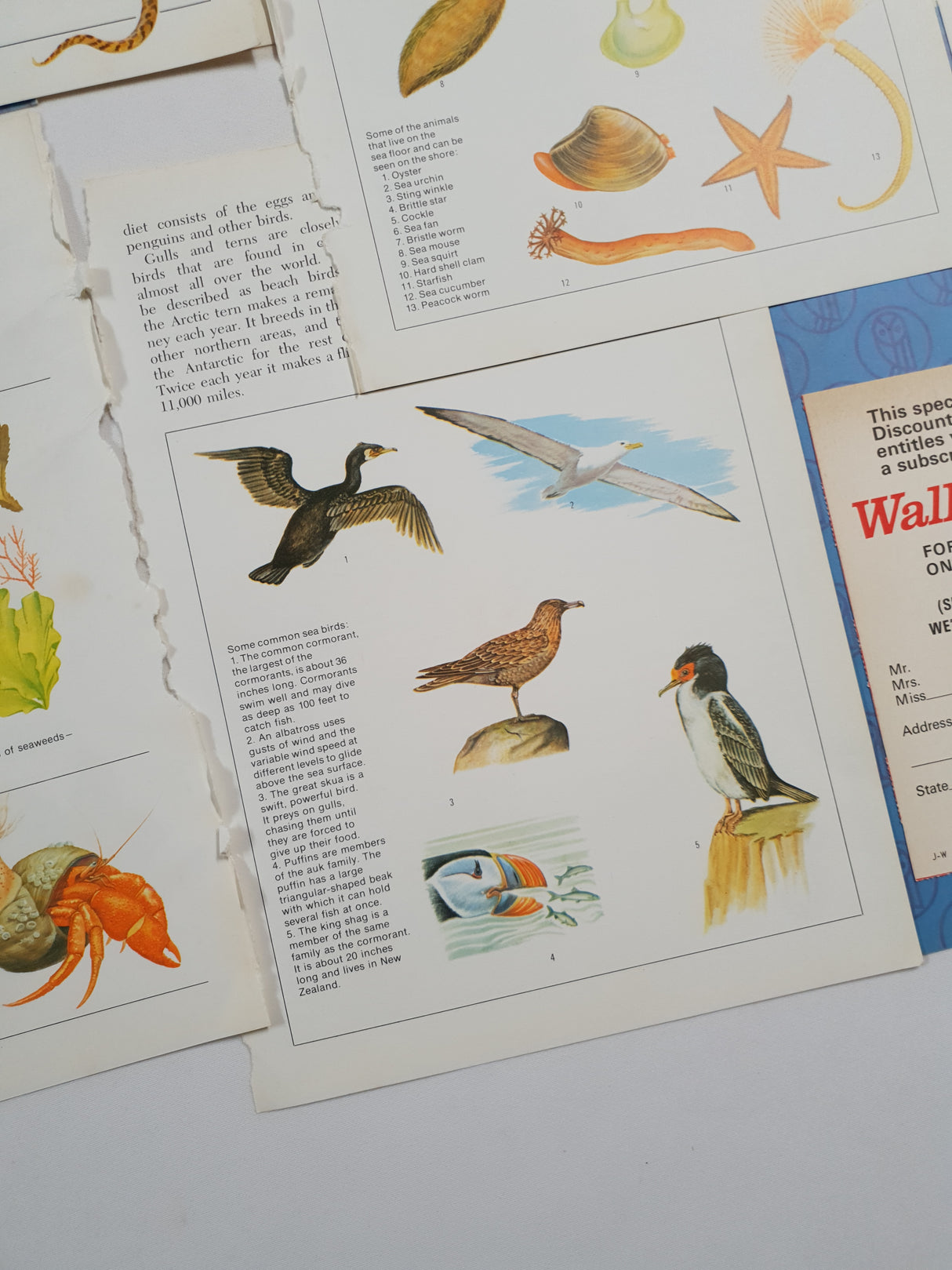 Authentic Vintage Encyclopedia Pages Pack - DG