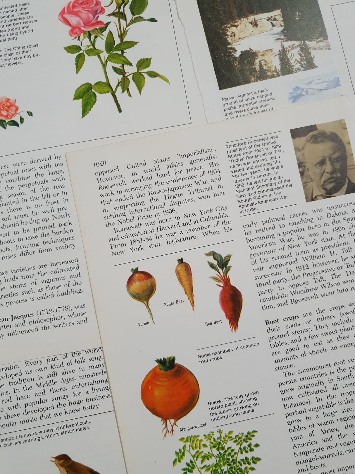 Authentic Vintage Encyclopedia Pages Pack - DH