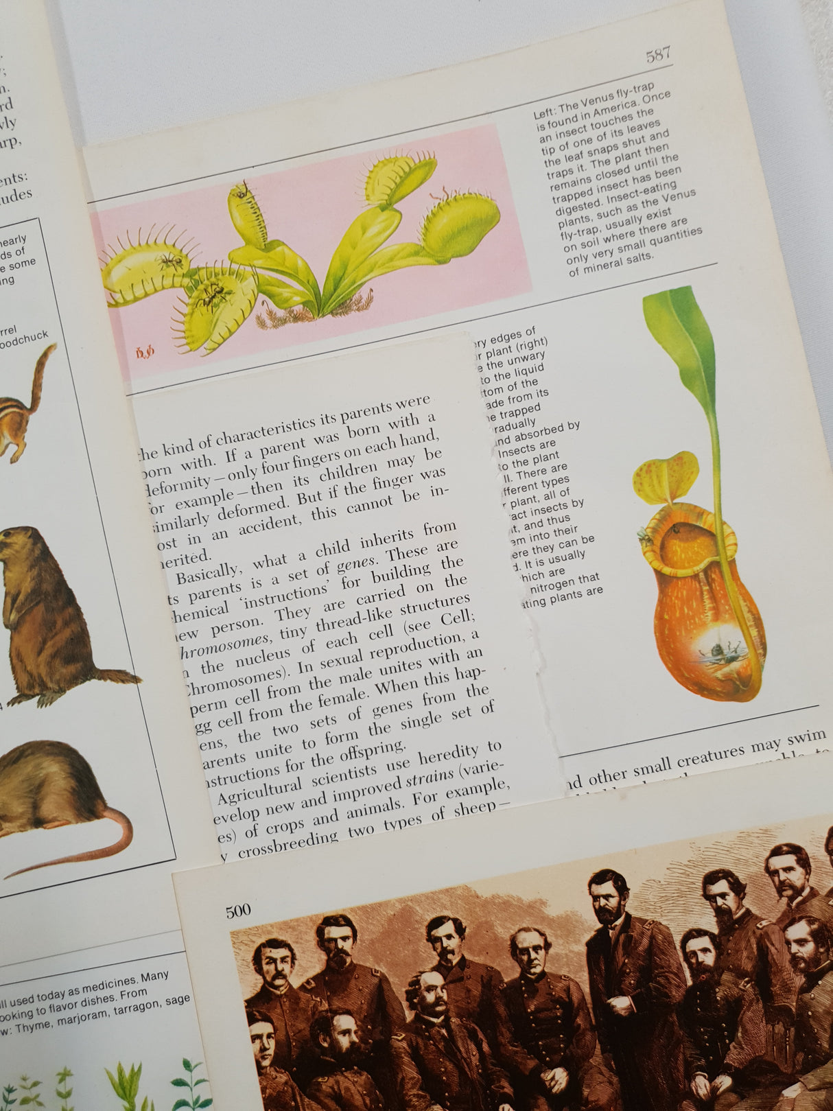 Authentic Vintage Encyclopedia Pages Pack - DH