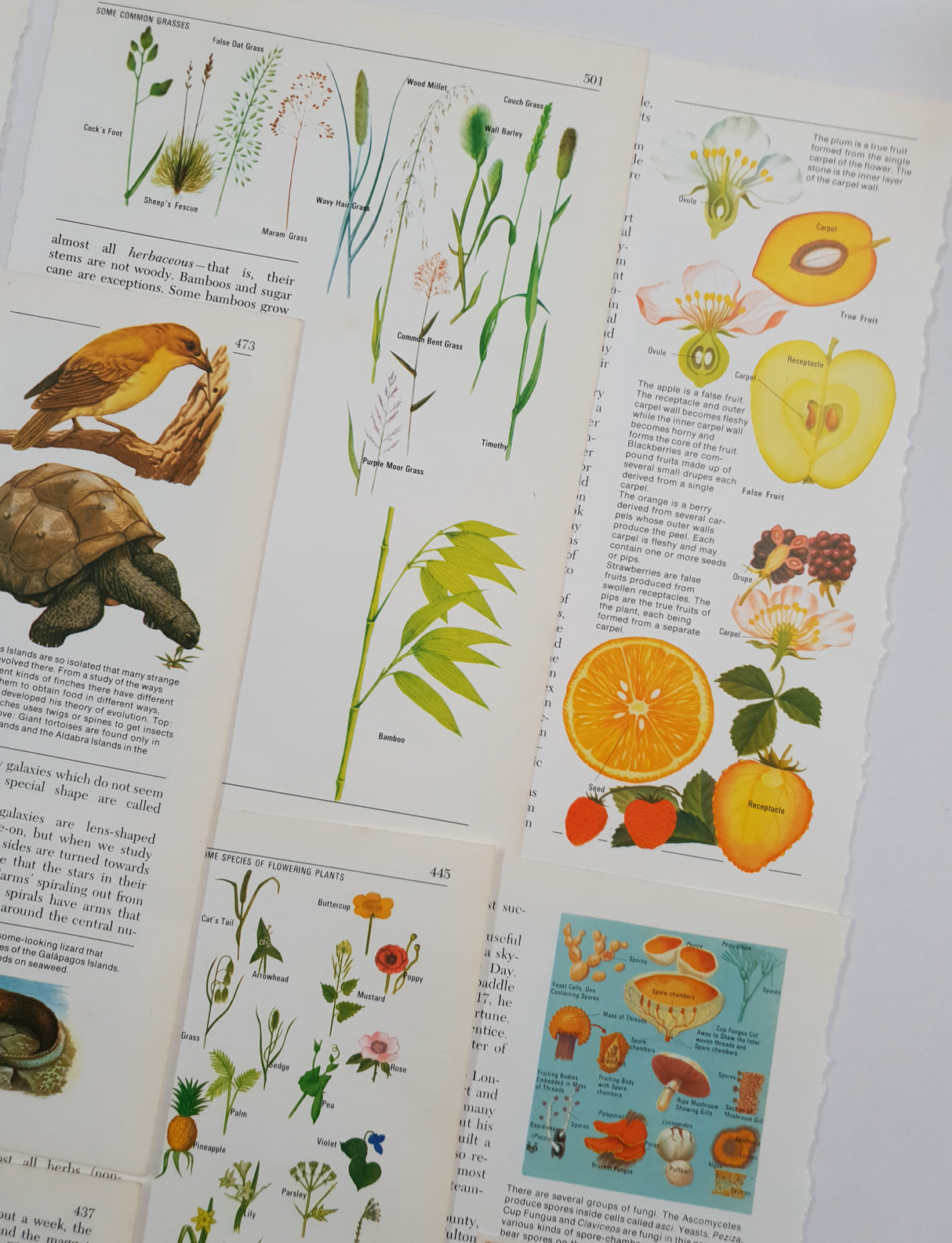 Authentic Vintage Encyclopedia Pages Pack - DI