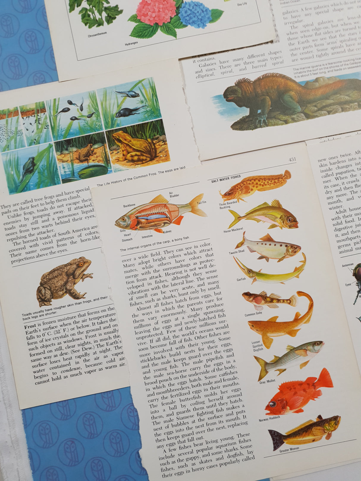 Authentic Vintage Encyclopedia Pages Pack - DI