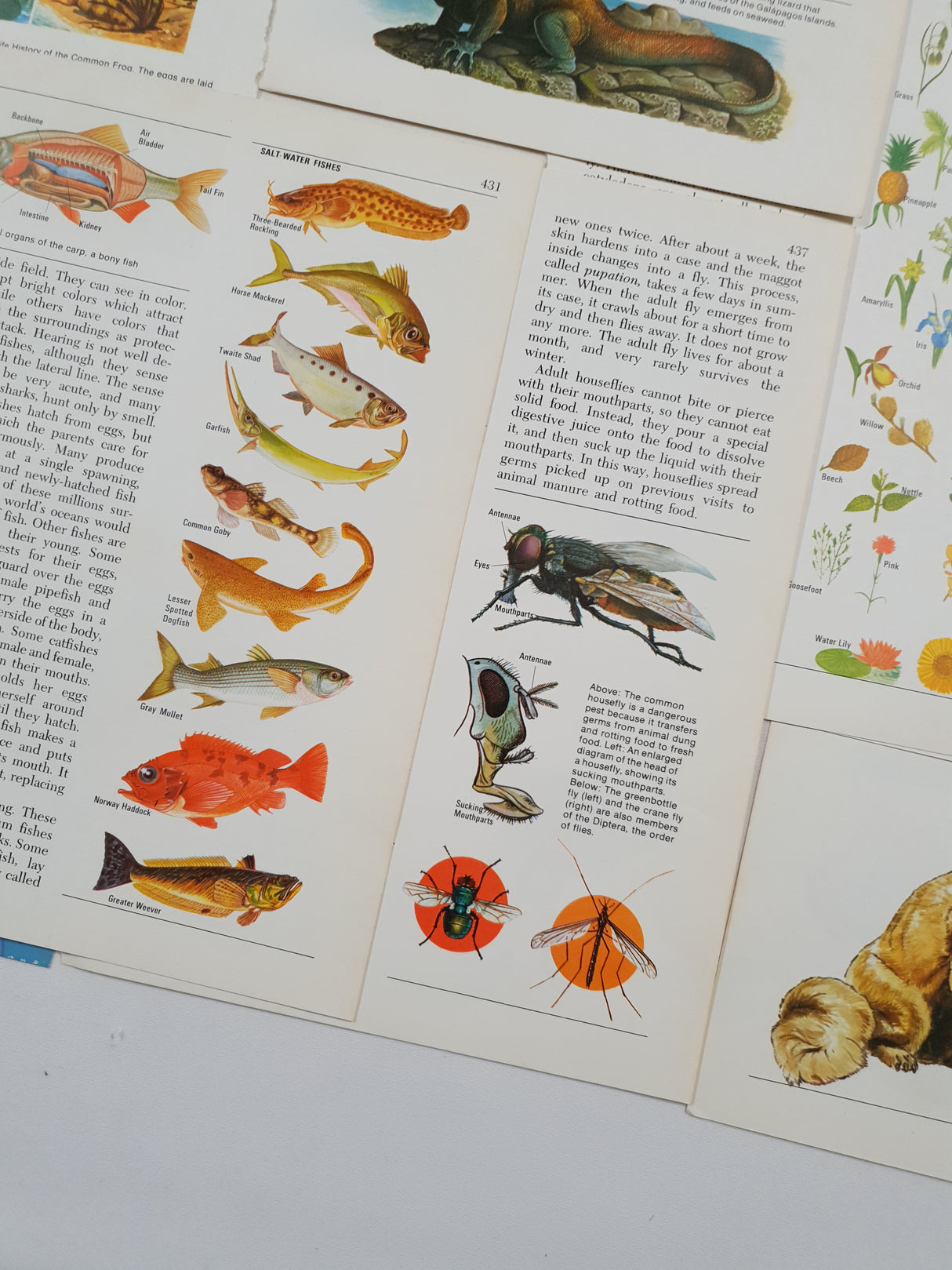 Authentic Vintage Encyclopedia Pages Pack - DI