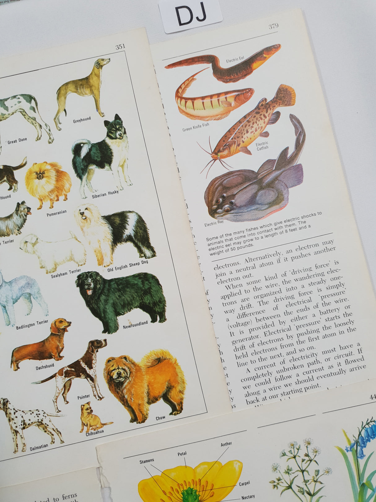 Authentic Vintage Encyclopedia Pages Pack - DJ