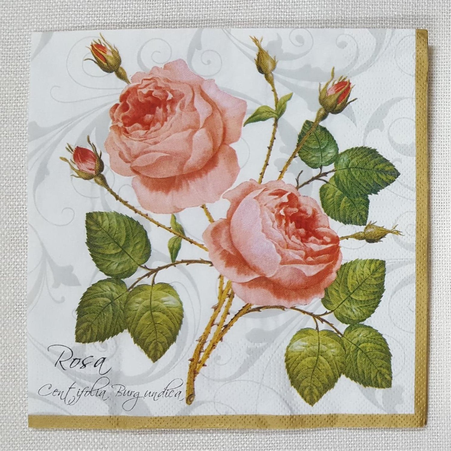 Decoupage Napkin - (DN-8012) - Rosa Centifolia - White - Set of 5