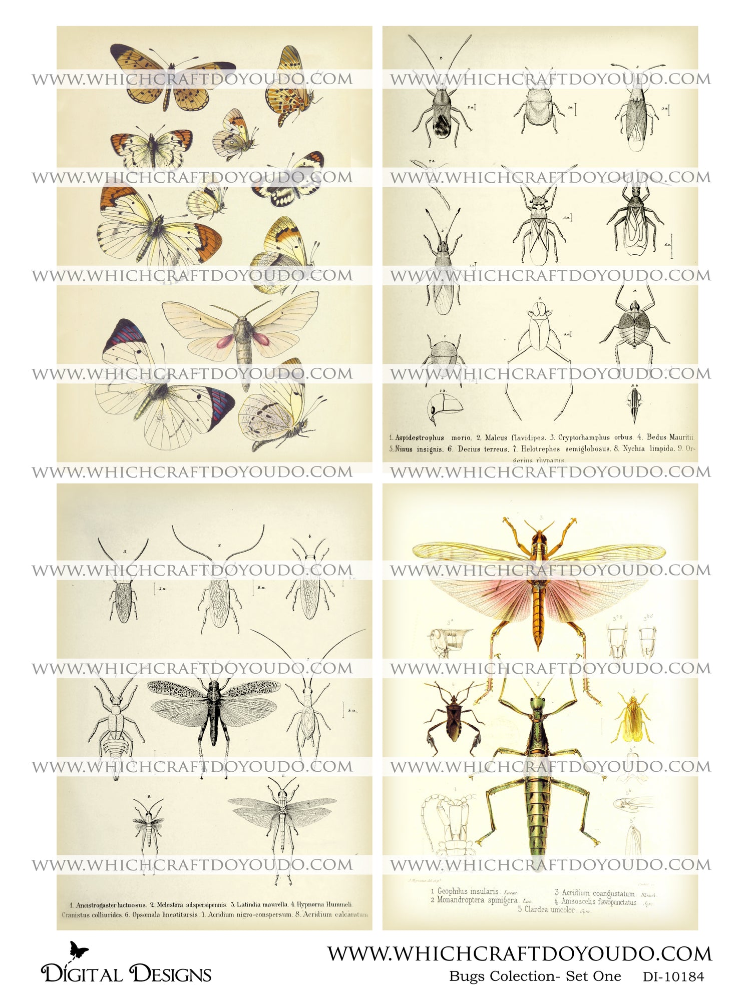 Bugs Collection - Set One - DI-10184 - Digital Download