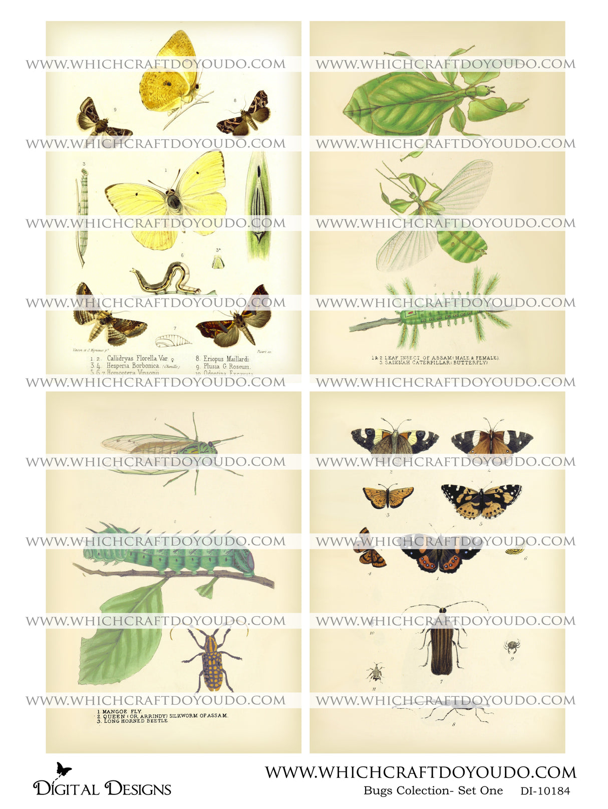 Bugs Collection - Set One - DI-10184 - Digital Download
