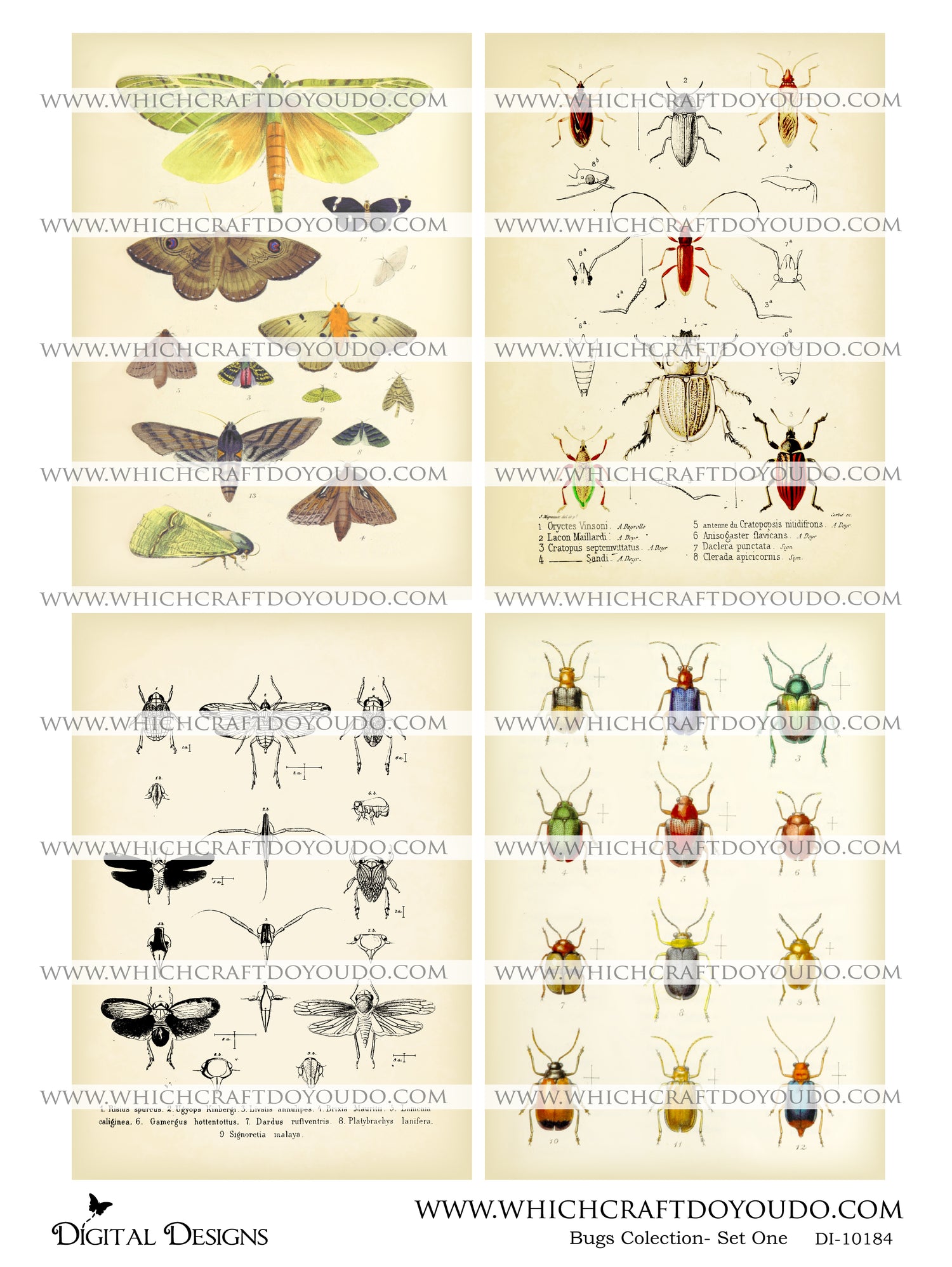 Bugs Collection - Set One - DI-10184 - Digital Download