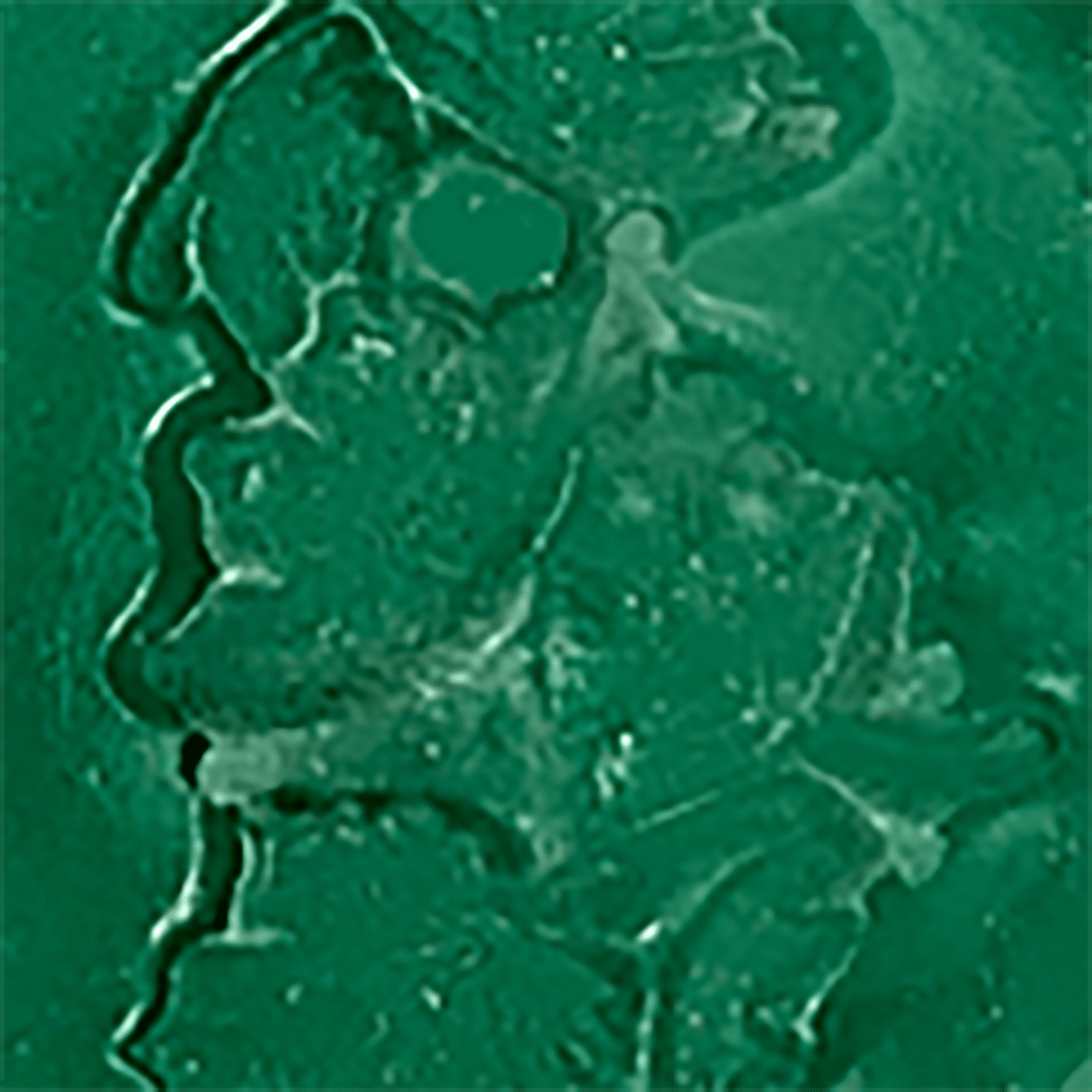 Lederhosen Laurel Embossing Powder