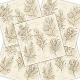 Decoupage Napkin - (DN-8111) - Beige Flower Illustration - Set of 5