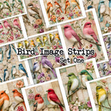 Bird Image Strips - Set One - DI-10321 - Digital Download
