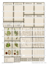 FREEBIE - Botanical Identification Cards - Set One - DI-10238 - Digital Download