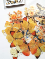 Tin of Assorted Stickers - Butterflies - EY