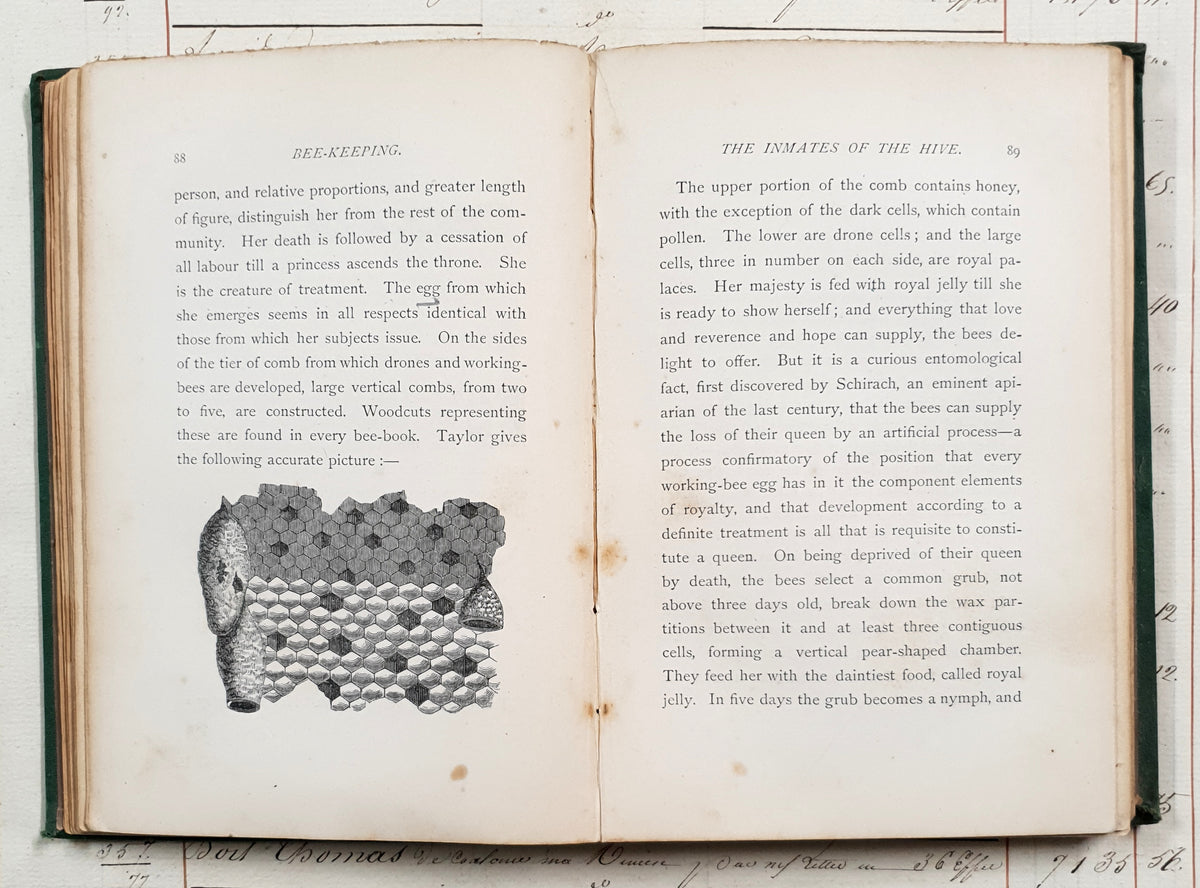 Antique 1864 Bee-Keeping Book – “The Times” Bee-Master – First Edition - DX