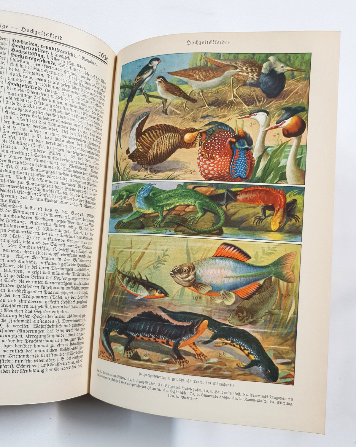 Authentic Vintage German Book - EA