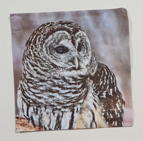 Motherloads Inspiration Pack - OS