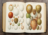 Authentic Antique German Book - JG