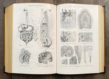 Authentic Antique German Book - JG