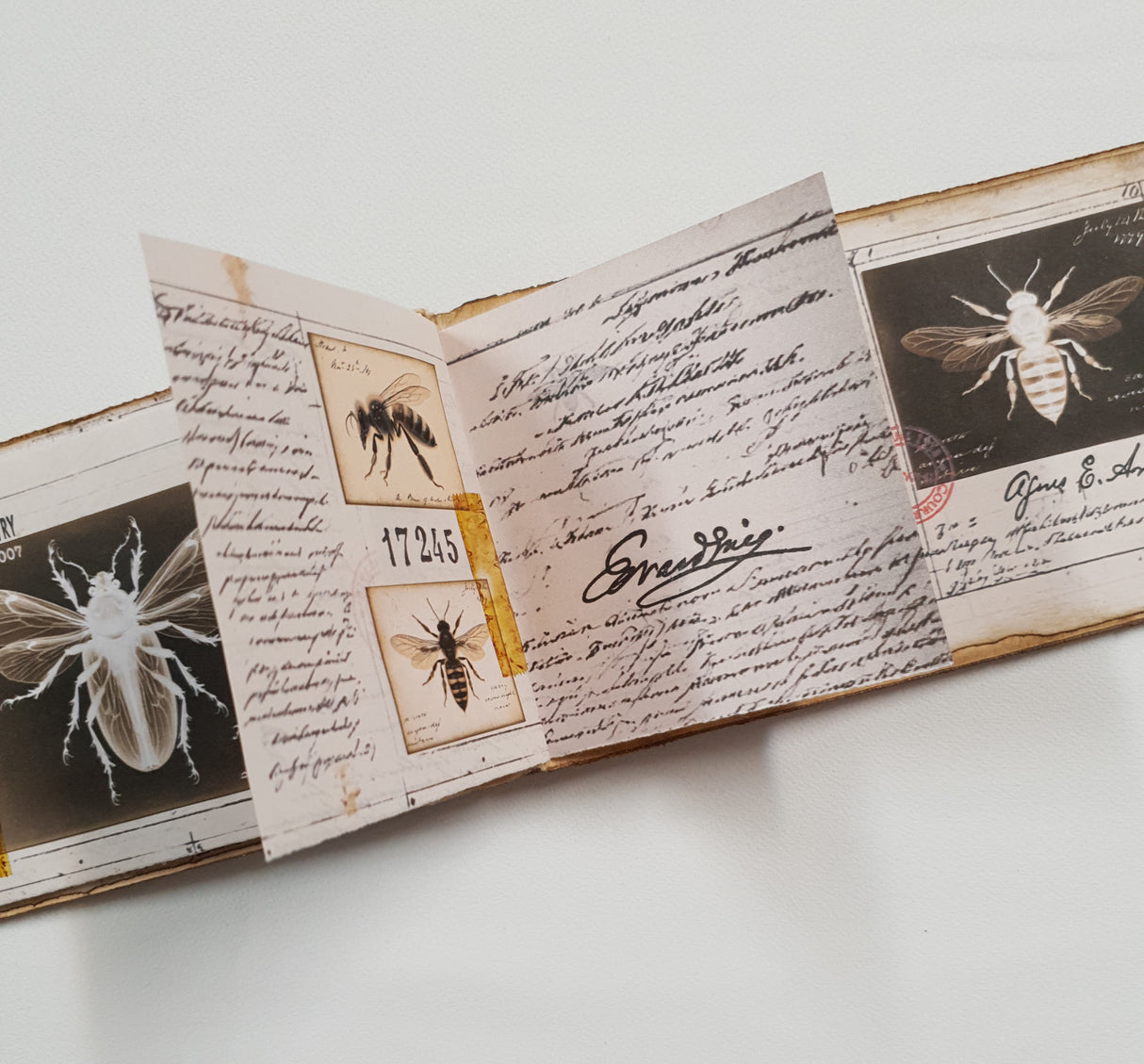 Handmade Entomology Booklet - UB