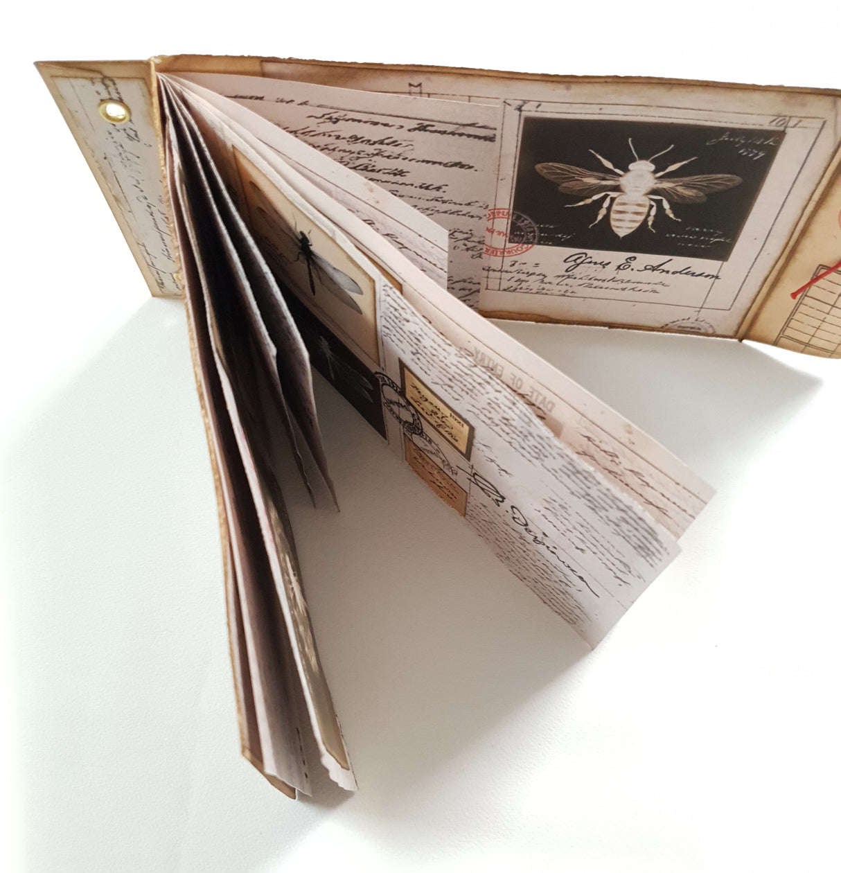 Handmade Entomology Booklet - UB
