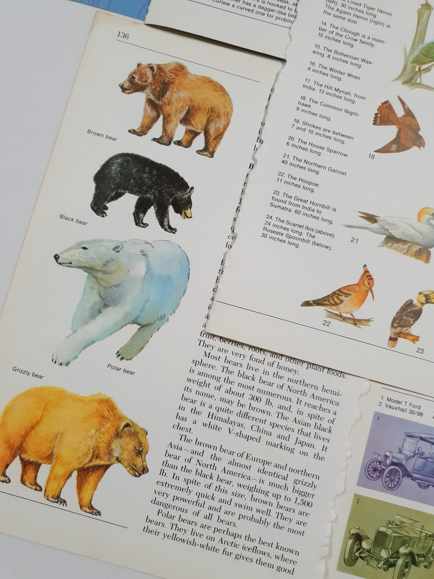 Authentic Vintage Encyclopedia Pages Pack - DD