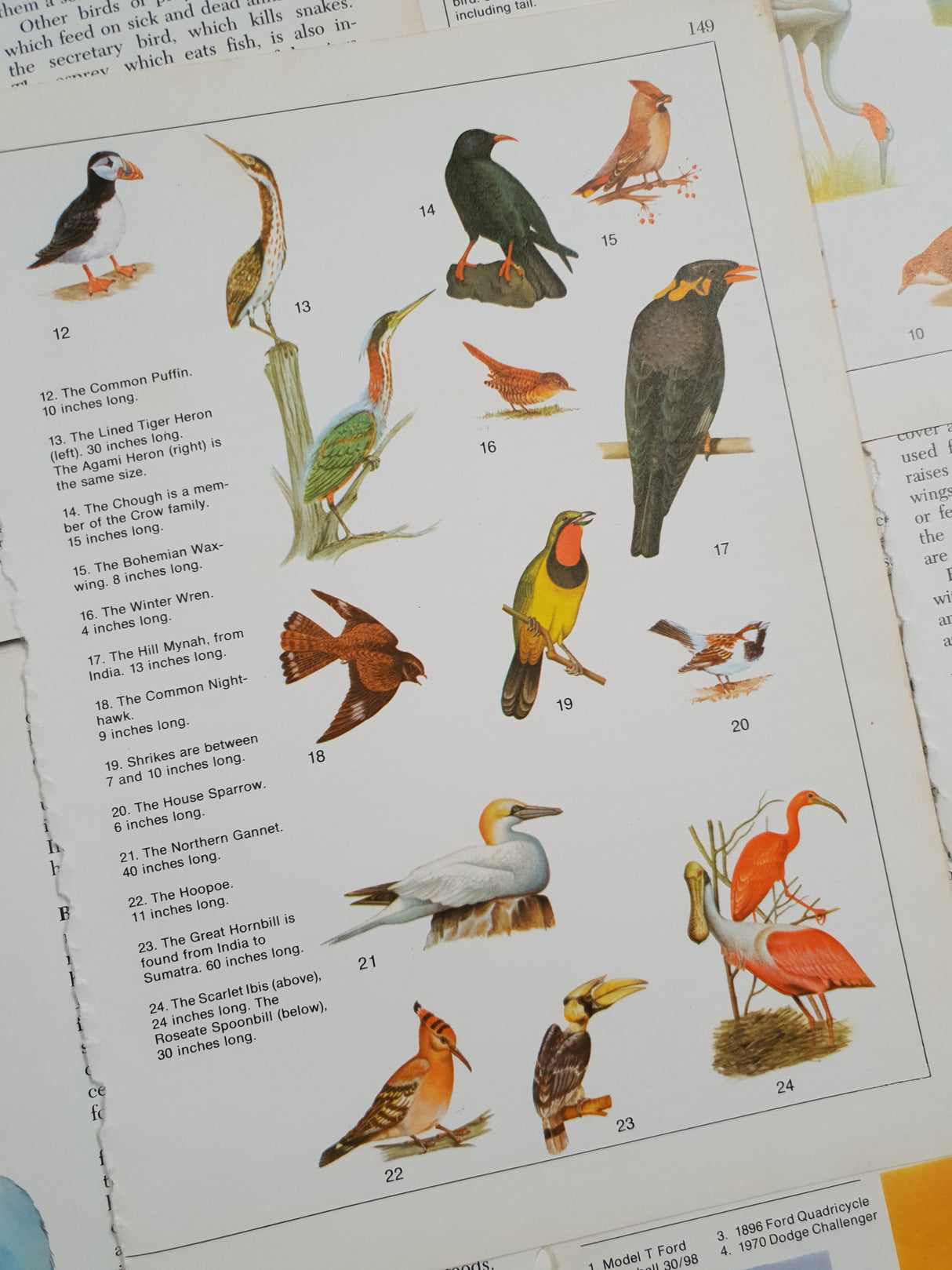 Authentic Vintage Encyclopedia Pages Pack - DD