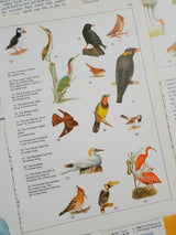 Authentic Vintage Encyclopedia Pages Pack - DD