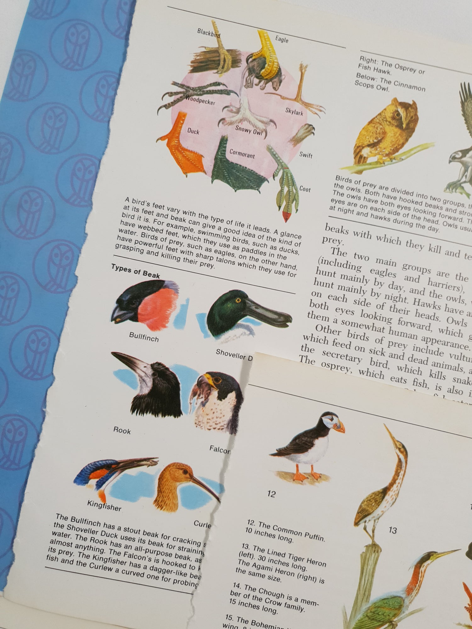 Authentic Vintage Encyclopedia Pages Pack - DD