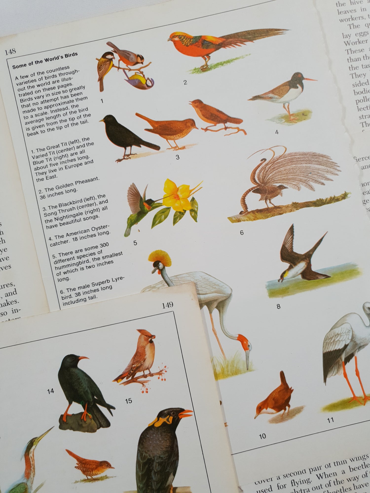 Authentic Vintage Encyclopedia Pages Pack - DD