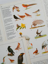 Authentic Vintage Encyclopedia Pages Pack - DD