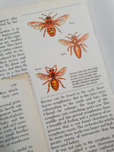 Authentic Vintage Encyclopedia Pages Pack - DD