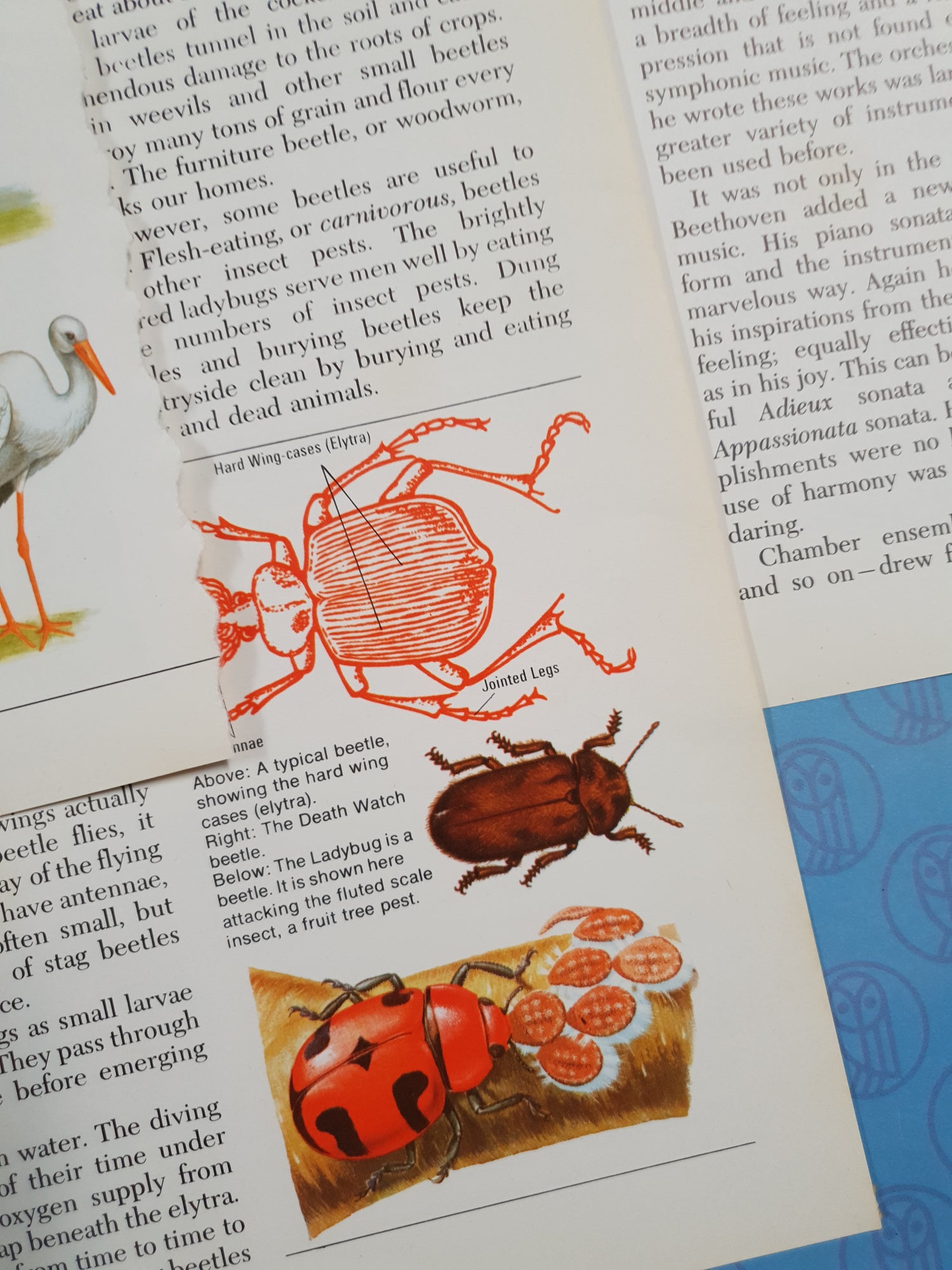 Authentic Vintage Encyclopedia Pages Pack - DD