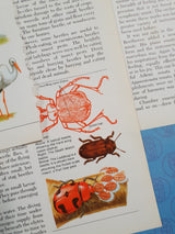 Authentic Vintage Encyclopedia Pages Pack - DD