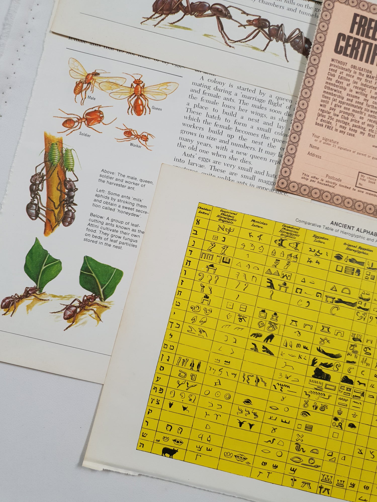 Authentic Vintage Encyclopedia Pages Pack - DE