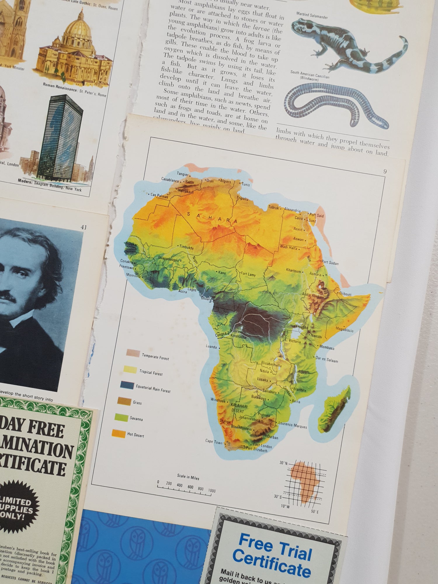 Authentic Vintage Encyclopedia Pages Pack - DE